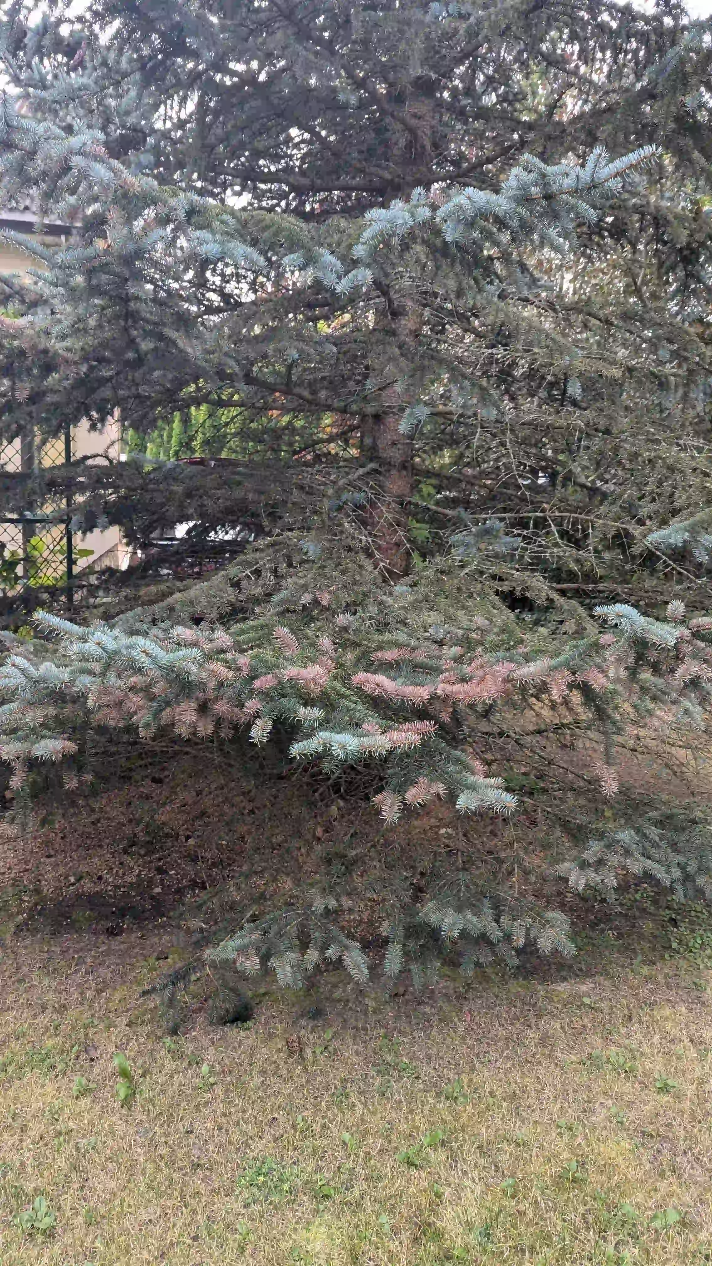 Хроническое шютте в г. Нахабино